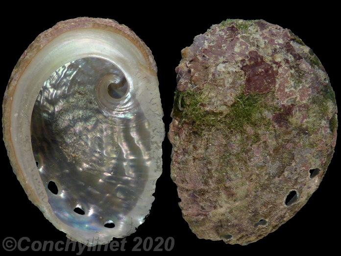 Haliotis ovina