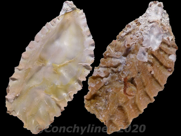 Dendostrea folium Dendostrea folium