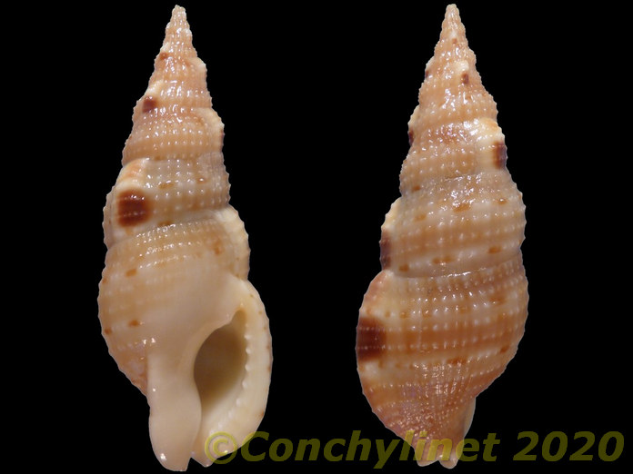 Colubraria obscura