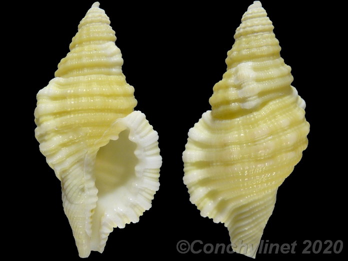 Monoplex mundus