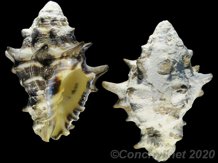 Vasum ceramicum