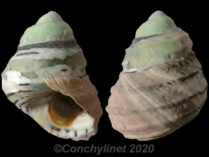 Austrocochlea constricta
