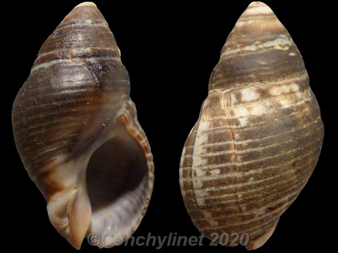 Cominella lineolata