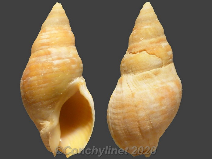 Cominella lineolata