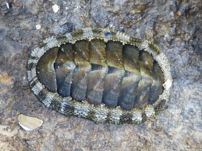 Sypharochiton pelliserpentis