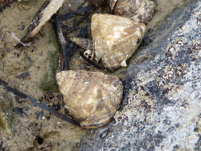 Bembicium auratum