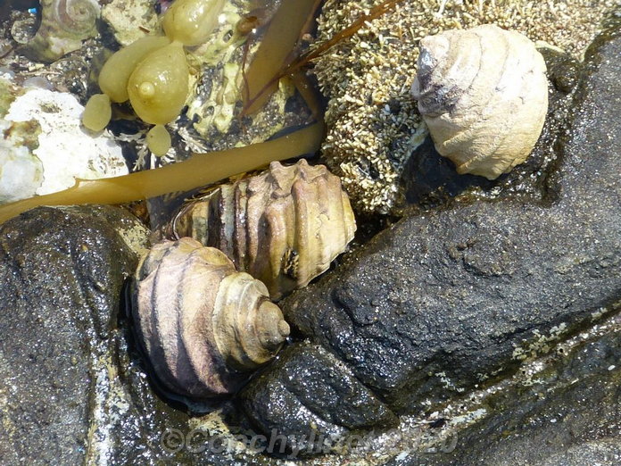 Austrocochlea constricta