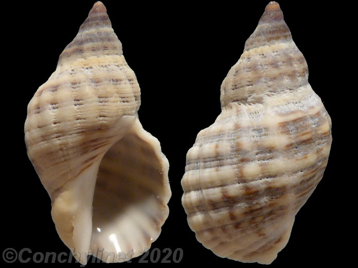 Agnewia tritoniformis