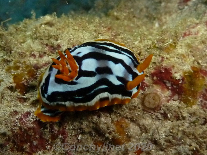 Chromodoris africana