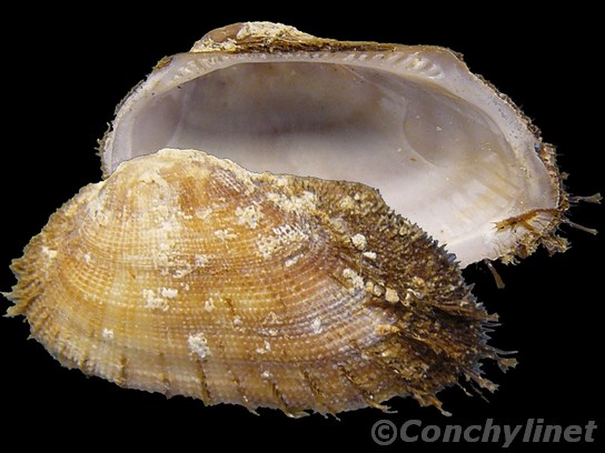 Barbatia barbata
