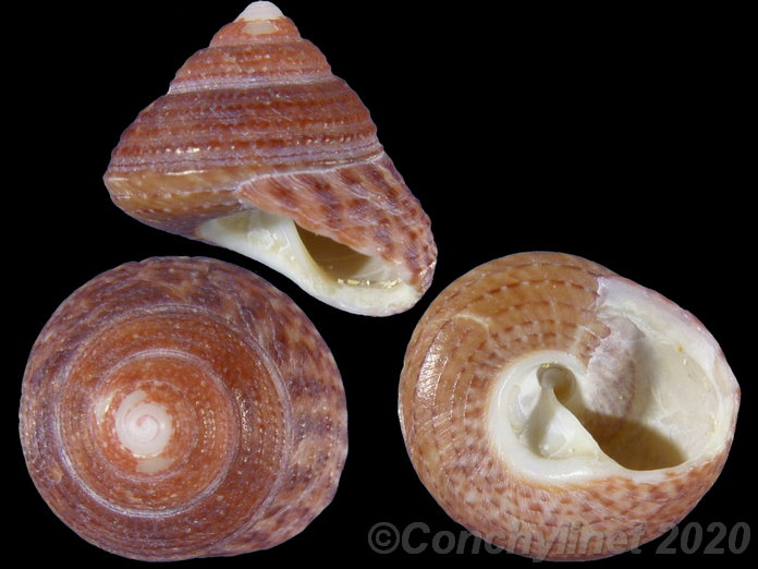 Trochus cariniferus