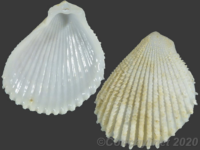 Lima vulgaris
