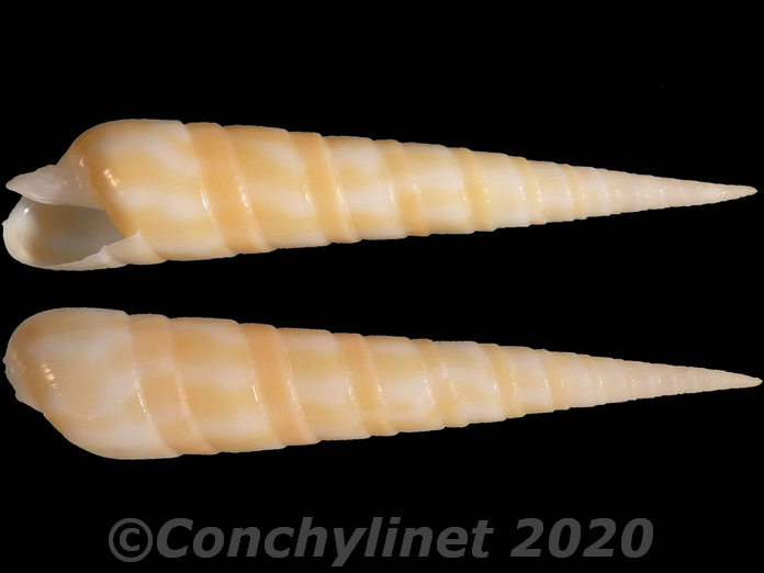 Oxymeris dimidiata f. pallida Oxymeris dimidiata f. pallida