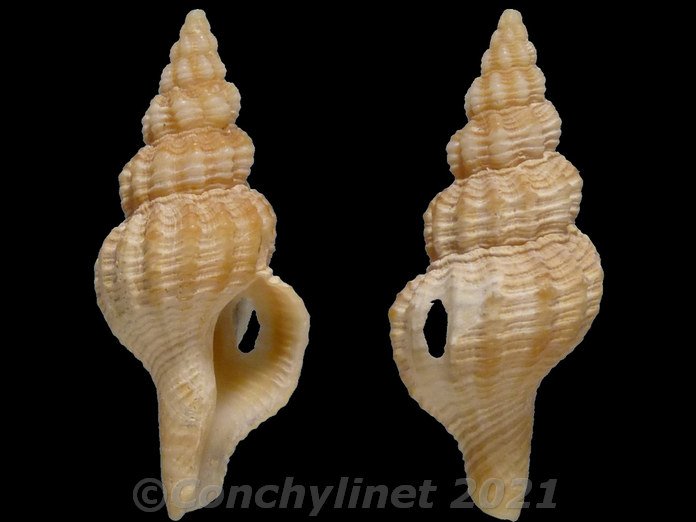 Fusinus pulchellus