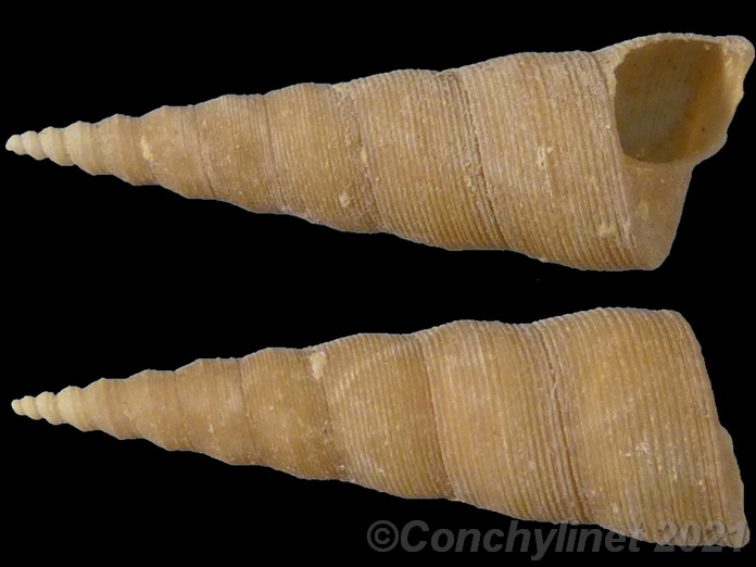 Turritella decipiens