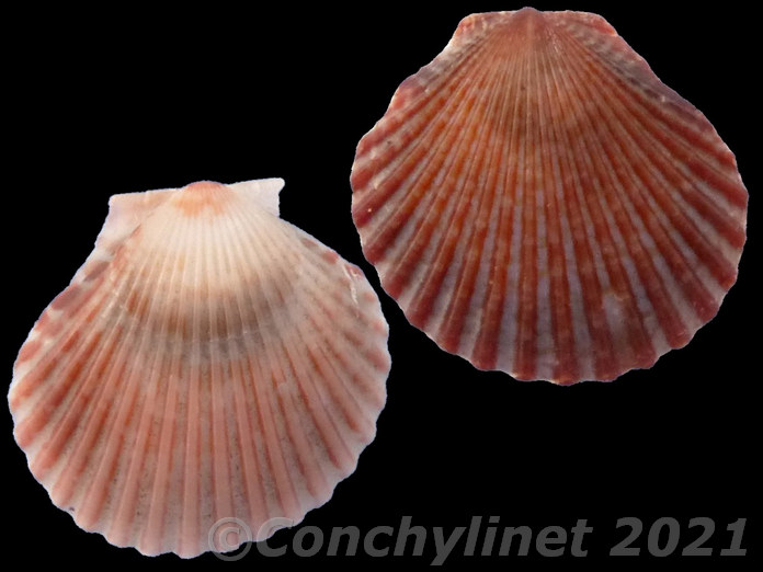 Haumea minuta