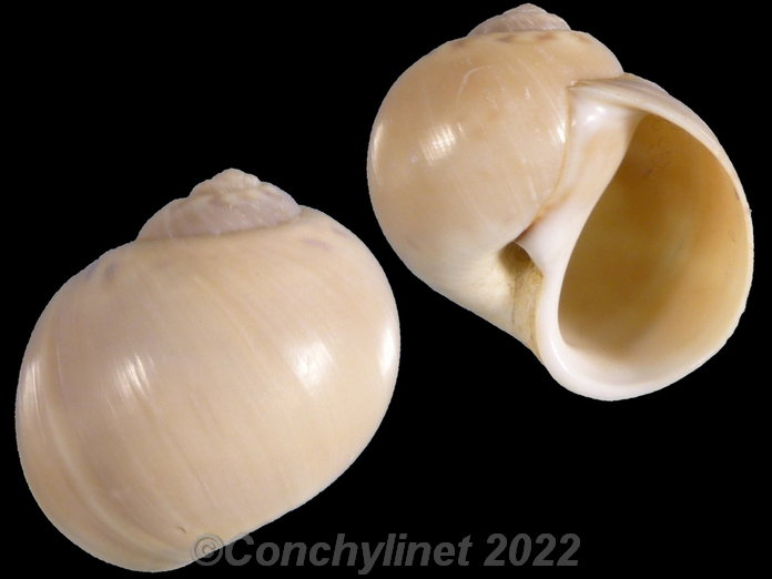 Lunatia catena