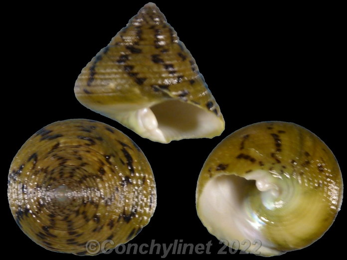 Tegula pelliserpentis