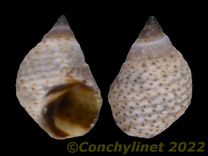 Echinolittorina modesta