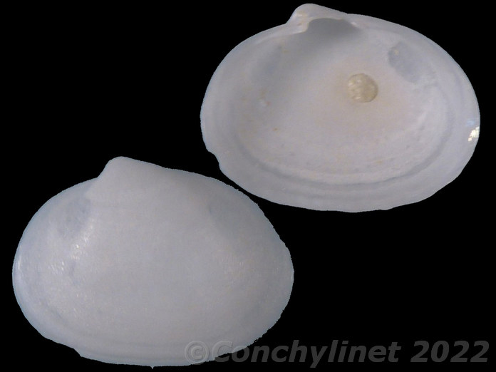 Scintillula pustulata Scintillula pustulata