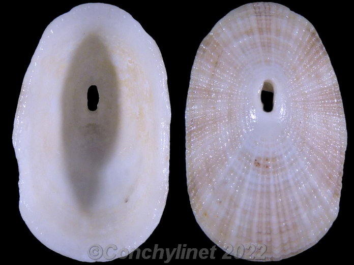 Diodora viridula