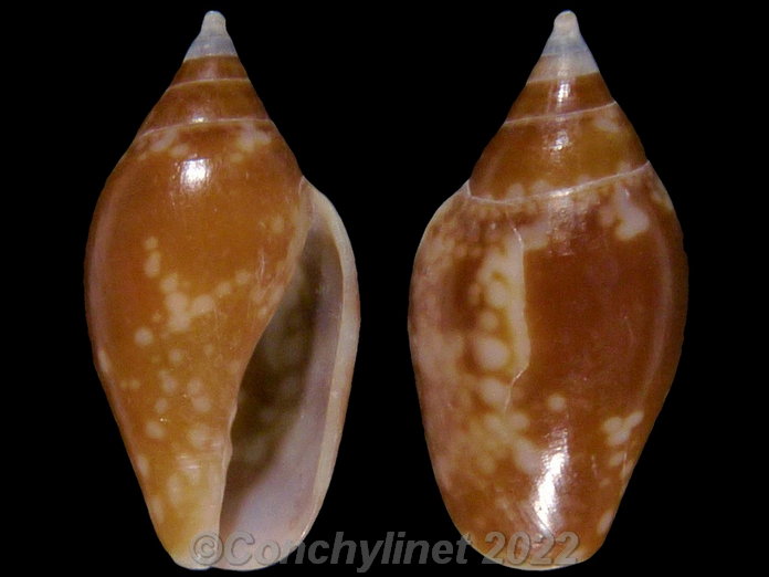 Nitidella nitida