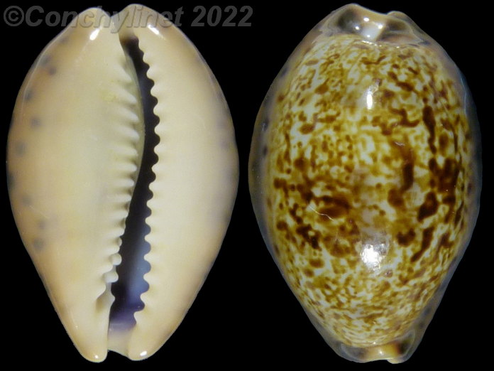 Cypraea robertsi