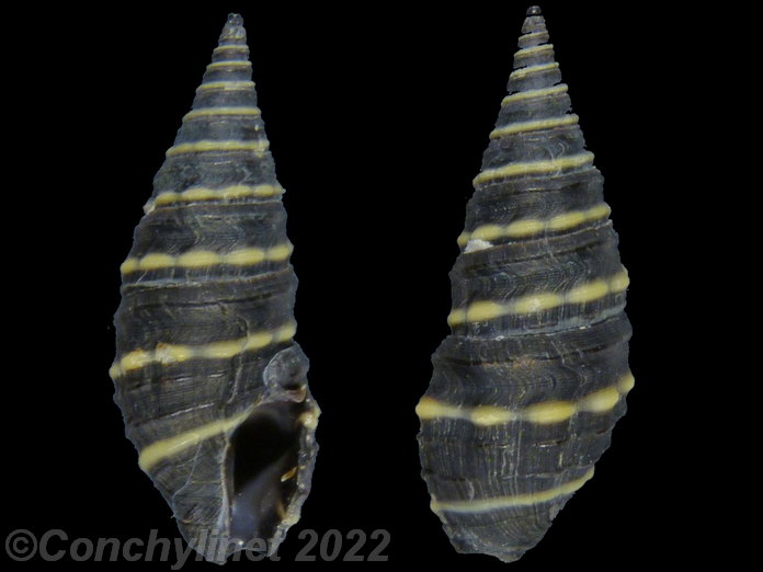 Zonulispira zonulata