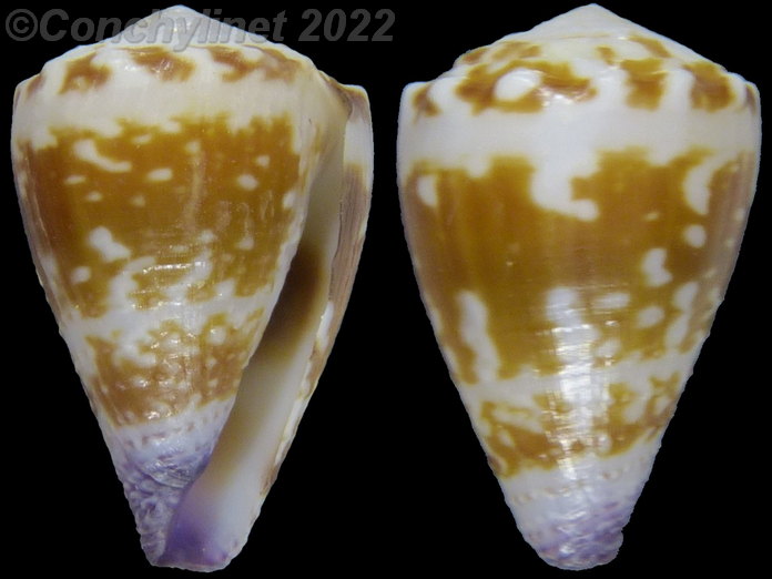 Conus nux