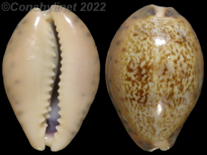 Cypraea robertsi