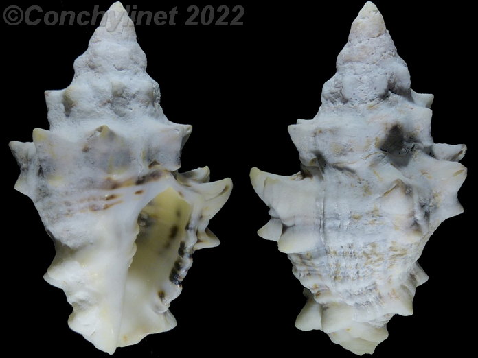 Vasum ceramicum