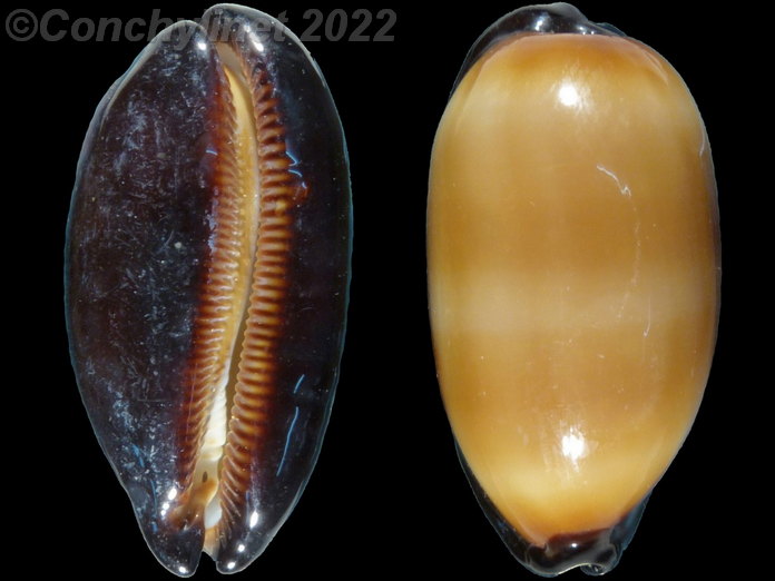 Cypraea talpa