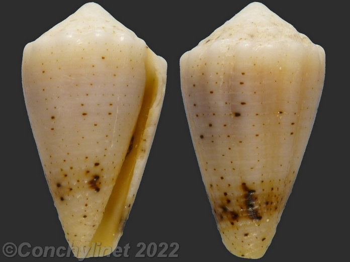 Conus varius