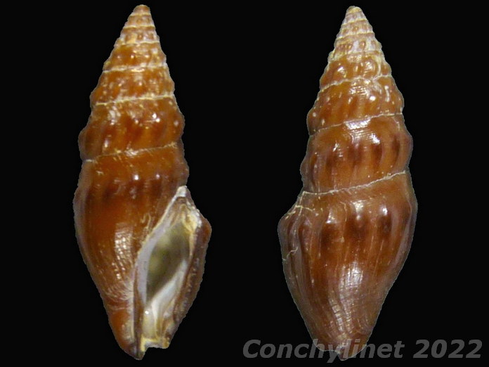 Crassispira unicolor