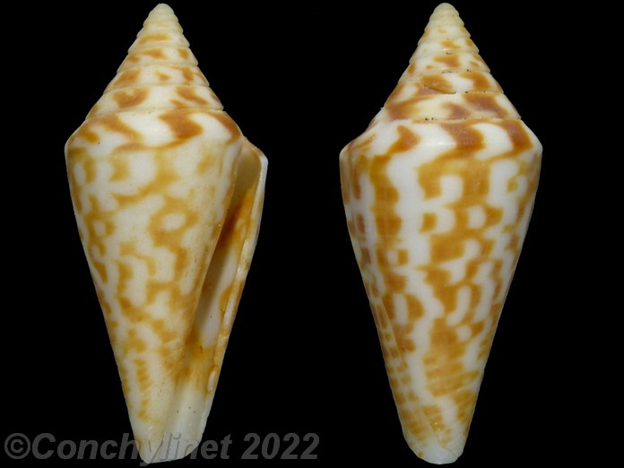 Conus scalaris