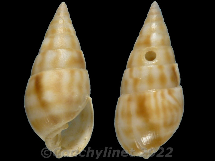 Milda ventricosa