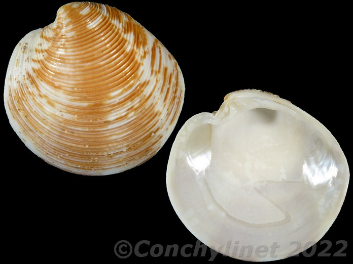 Dosinia deshayesii Dosinia deshayesii