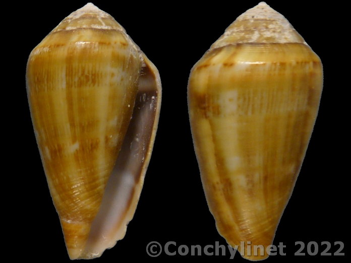 Conus guanche