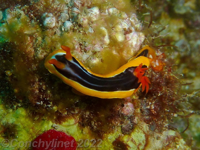 Chromodoris africana