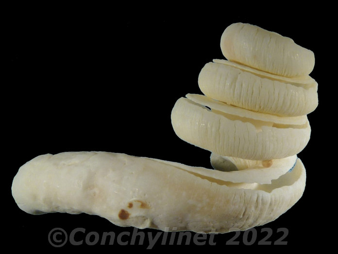 Siliquaria ponderosa