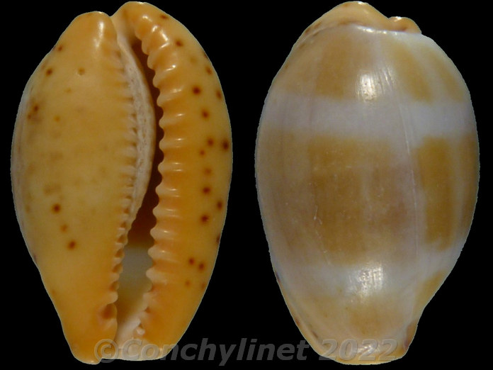Cypraea xanthodon