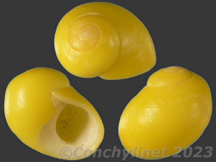 Littorina obtusata