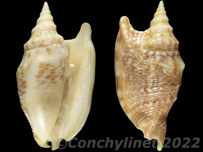 Euprotomus chrysostomus