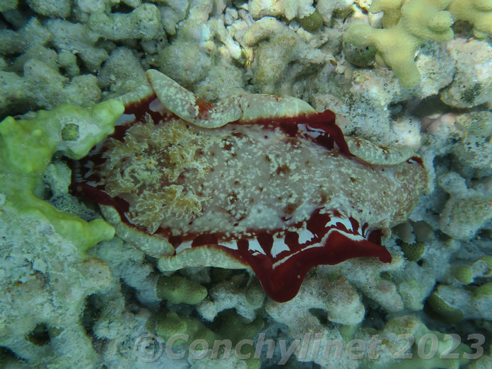 Hexabranchus sanguineus