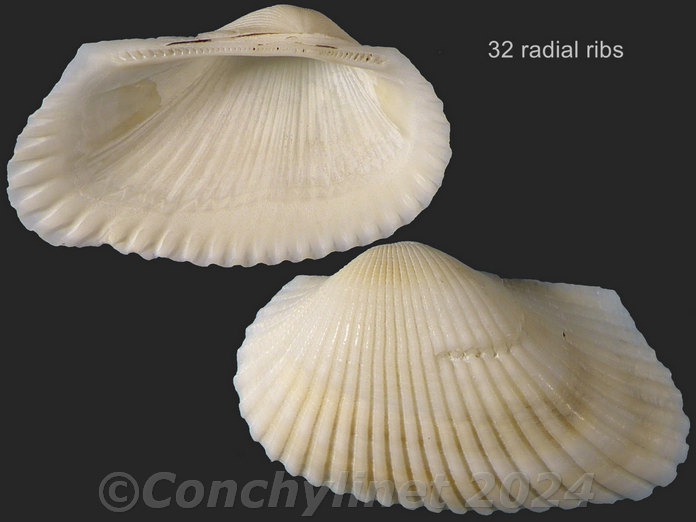Anadara auriculata