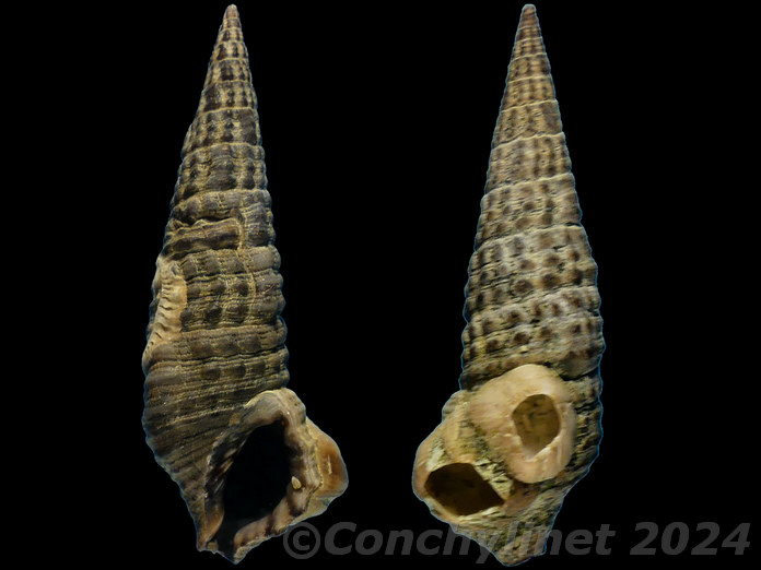 Cerithium coralium