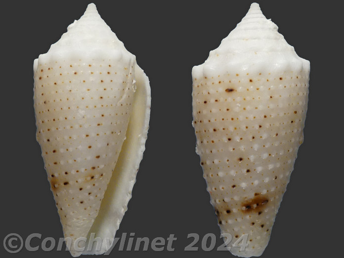 Conus varius