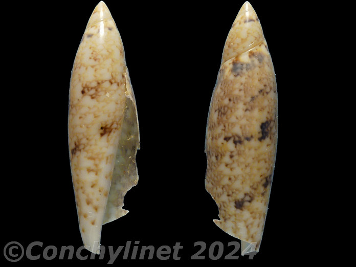 Terebellum terebellum