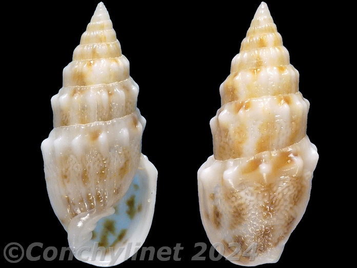 Otopleura nodicincta Otopleura nodicincta