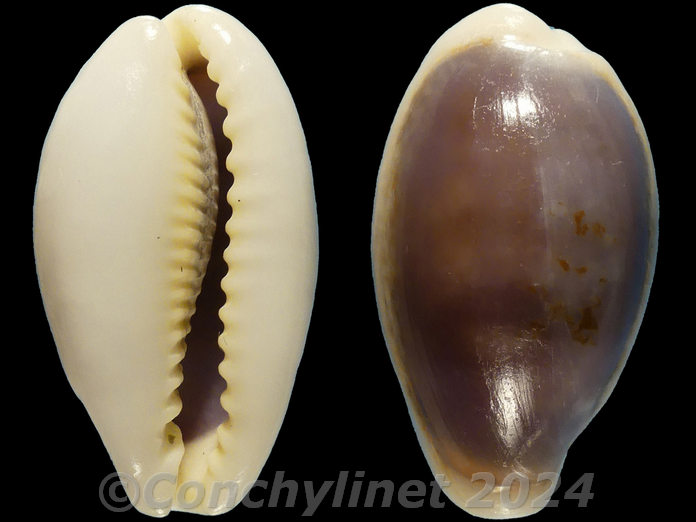 Cypraea ovum